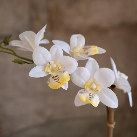 St Ildefonso 04 Daire